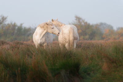 Camargue Pferde