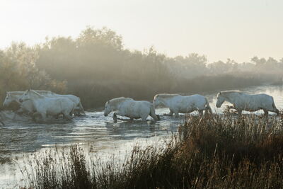 Camargue Pferde