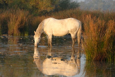 Camargue Pferde