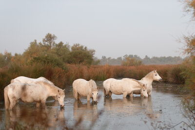 Camargue Pferde