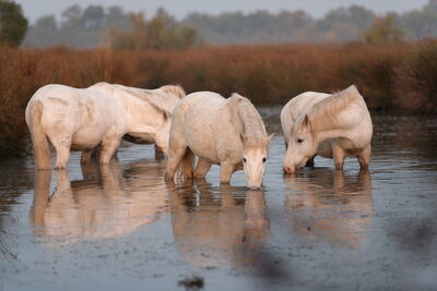 Camargue Pferde