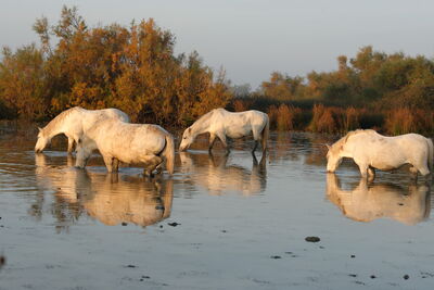 Camargue Pferde