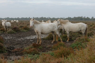 Camargue Pferde