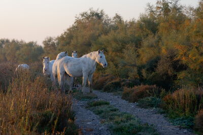 Camargue Pferde