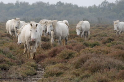 Camargue Pferde