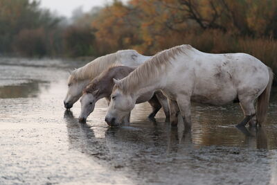 Camargue Pferde