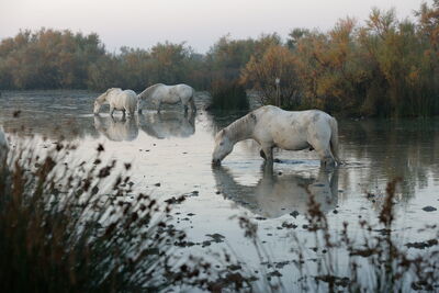 Camargue Pferde