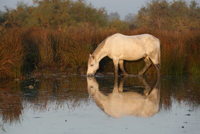 Camargue Pferde
