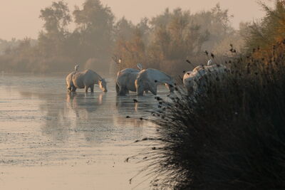 Camargue Pferde