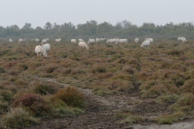 Camargue Pferde