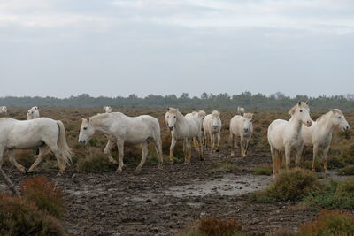 Camargue Pferde