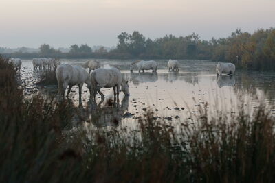 Camargue Pferde