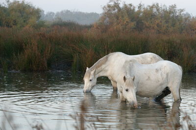 Camargue Pferde