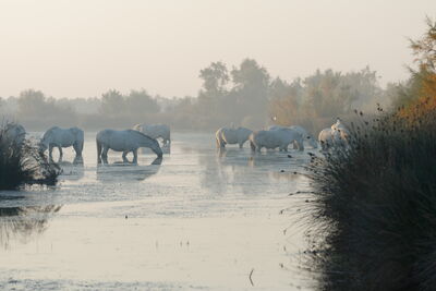 Camargue Pferde