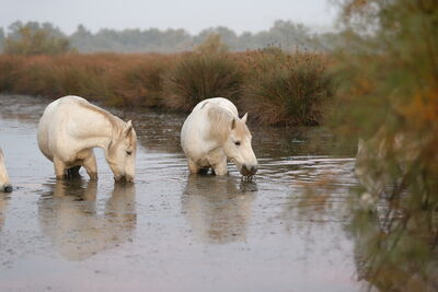 Camargue Pferde