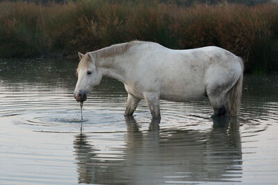Camargue Pferde
