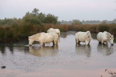 Camargue Pferde