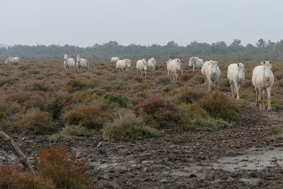 Camargue Pferde