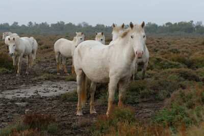 Camargue Pferde