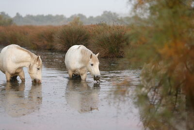 Camargue Pferde