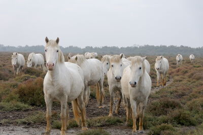 Camargue Pferde